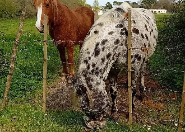 L'hacienda Les Mathes
